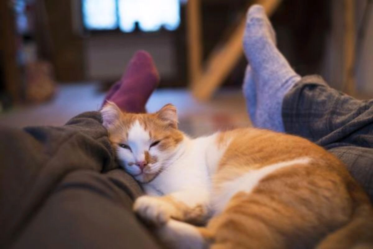 لماذا تنام القطط عند الأرجل
