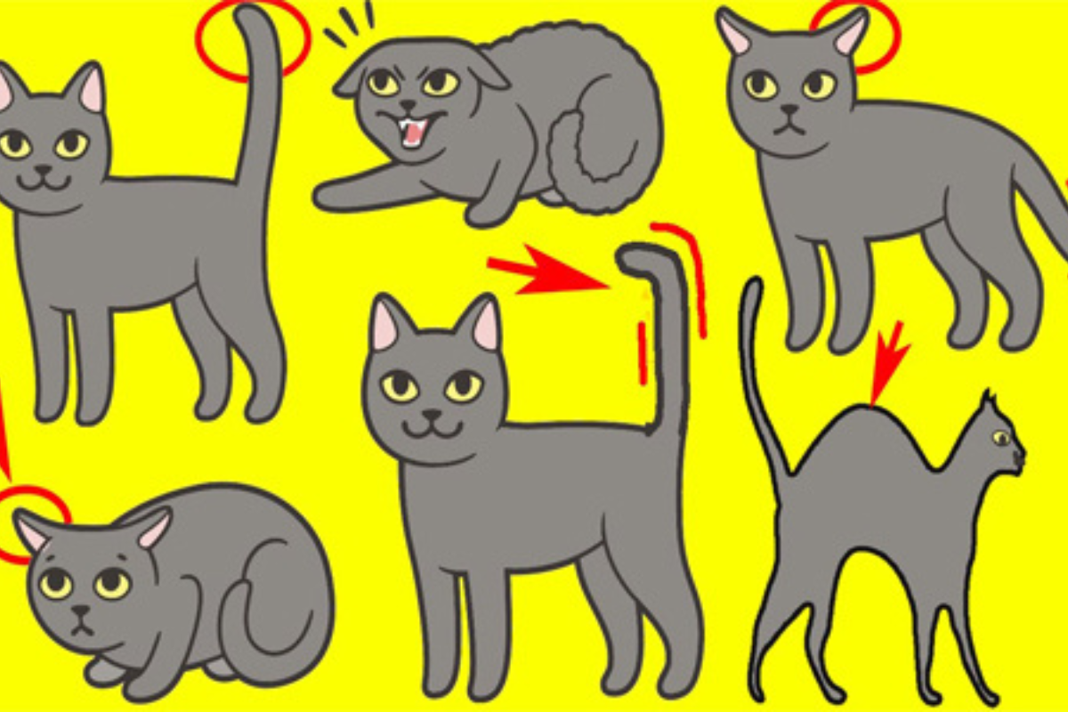 أهم دلالات لغة جسد القطط...تعرف عليها 